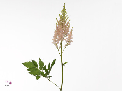 Astilbe chinensis 'Vision Inferno'