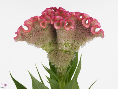 Celosia argentea (Cristata Grp) 'Turbo Pink'