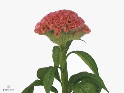 Celosia argentea (Cristata Grp) 'Pink Delight'