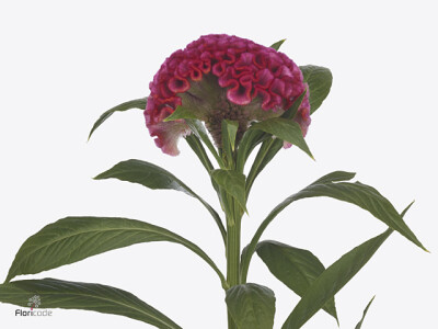 Celosia argentea (Cristata Grp) 'Solid Rose'