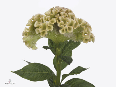 Celosia argentea (Cristata Grp) 'Muse Mint'
