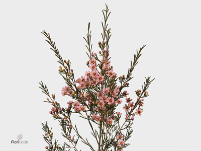 Chamelaucium uncinatum 'Wendy Rose'