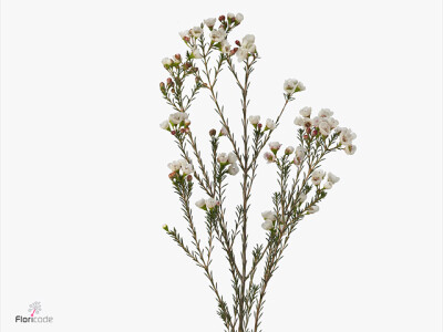 Chamelaucium 'Moonlight Delight'