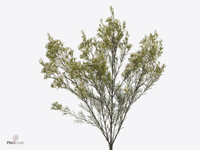 Chamelaucium uncinatum 'Arbel'