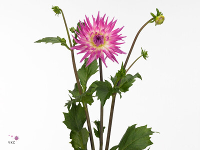 Dahlia (Semi-Cactus Grp) 'Orchid Princess'