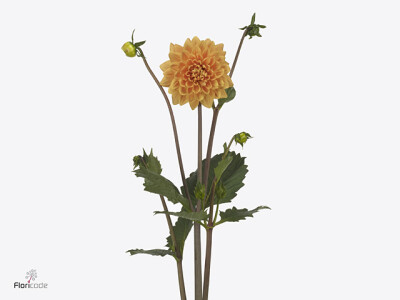 Dahlia (Decorative Grp) 'Renato Tosio'