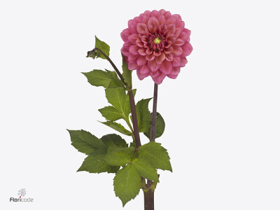 Dahlia (Decorative Grp) 'Salmon Runner'