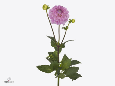 Dahlia (Decorative Grp) 'Pink Pop'