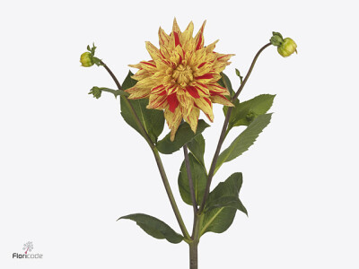 Dahlia (Semi-Cactus Grp) 'Striped Vulcan'
