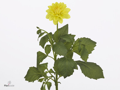 Dahlia (Decorative Grp) 'Sunlady'