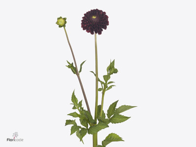 Dahlia (Decorative Grp) 'Black Pierre'