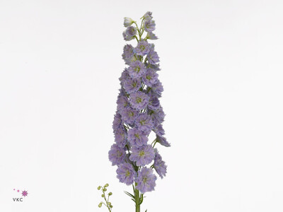 Delphinium dubbelbloemig (Elatum Grp) 'Kissi Blush Milka'