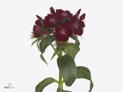 Dianthus barbatus Barbarella Diep Rood