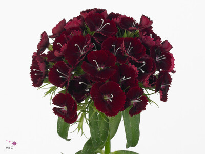 Dianthus barbatus Queen Breanthus