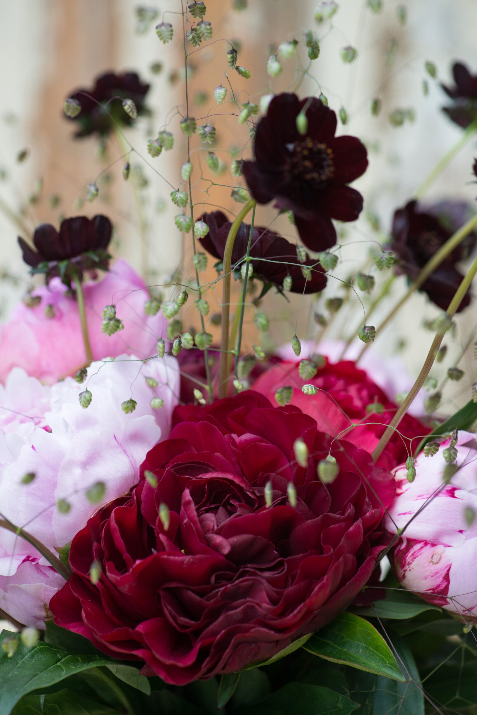 All about the Cosmos (Cosmea) - Tips and care | 365 days of