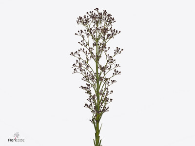 Eryngium pandanifolium 'Physic Purple'