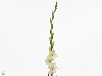 Gladiolus (Large-flowered Grp) 'Speed Date'