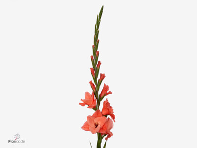 Gladiolus (Large-flowered Grp) 'New Release'
