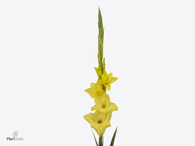 Gladiolus (Large-flowered Grp) 'Route du Soleil'