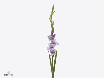 Gladiolus (Small-flowered Grp) Gladdies Tina