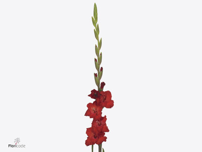 Gladiolus (Large-flowered Grp) Flamencos Tango Passion