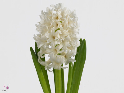 Hyacinthus orientalis 'Pallas'