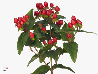Hypericum x inodorum Magical Triumph