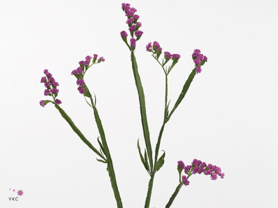 Limonium sinuatum 'Crystal Cerise'