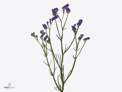 Limonium sinuatum 'Fran Violet'
