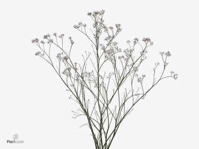 Limonium sinense Tennessee Pink