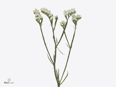 Limonium sinuatum Aspen Wings