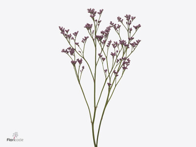 Limonium Silvery Pink