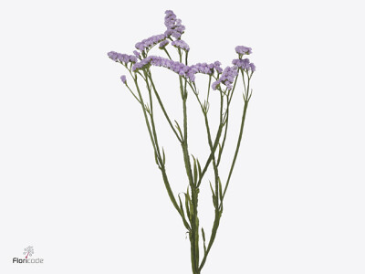 Limonium sinuatum 'Lady Carol'