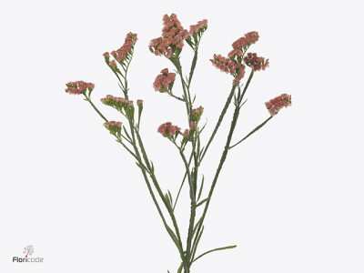 Limonium sinuatum Royal Orange