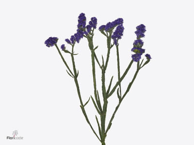 Limonium sinuatum Violet Fizz