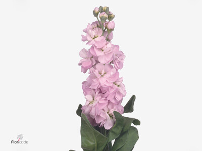 Matthiola incana 'Figaro Light Rose'