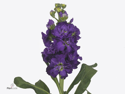 Matthiola incana 'Iron Purple'