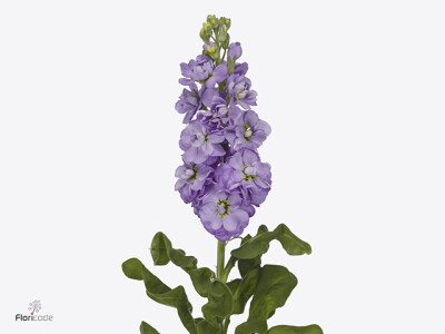 Matthiola incana 'Jaxz Lavendel'