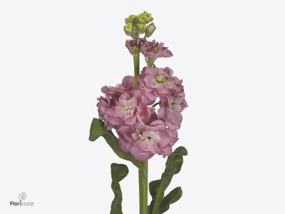 Matthiola incana StoX Rose Pink