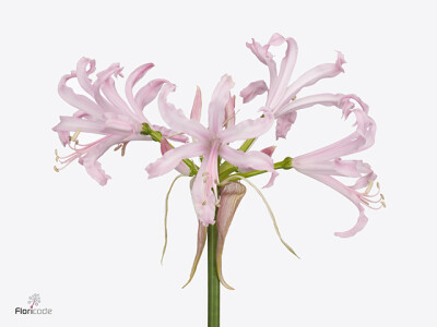 Nerine (Bowdenii Grp) 'Pink Wonder'