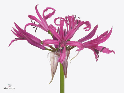 Nerine (Bowdenii Grp) 'Roussy'