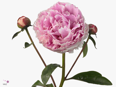 Paeonia (Lactiflora Grp) 'Sarah Bernhardt'