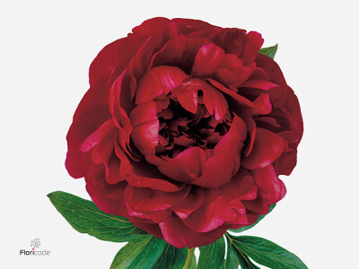 Paeonia (Herb. Hybrid Grp) 'Henry Bockstoce'