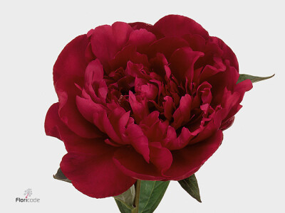 Paeonia (Lactiflora Grp) 'Big Ben'