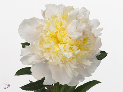 Paeonia (Lactiflora Grp) 'Cheddar Cheese'