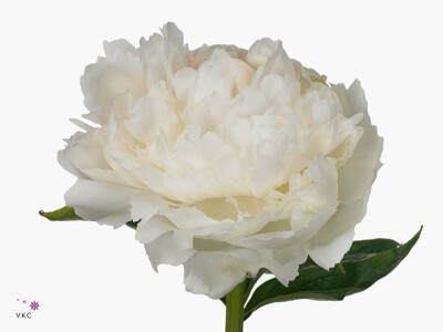 Paeonia (Lactiflora Grp) 'Brother Chuck'