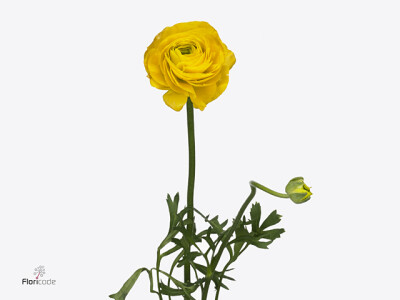 Ranunculus asiaticus 'Amandine Gold'