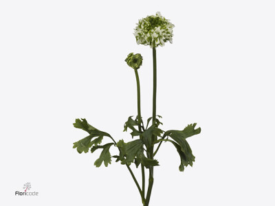 Ranunculus asiaticus Pon Pon Igloo