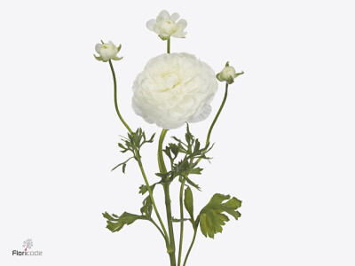 Ranunculus asiaticus 'Iceberg'