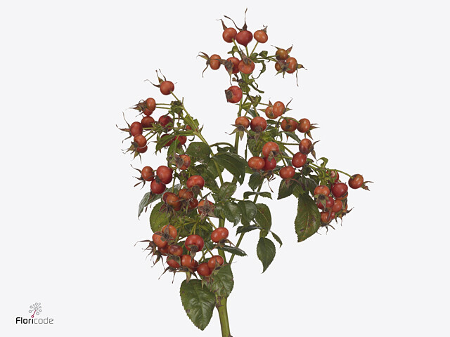 All about the Rosa (rozenbottels) (Rosehip) - Tips and care | 365